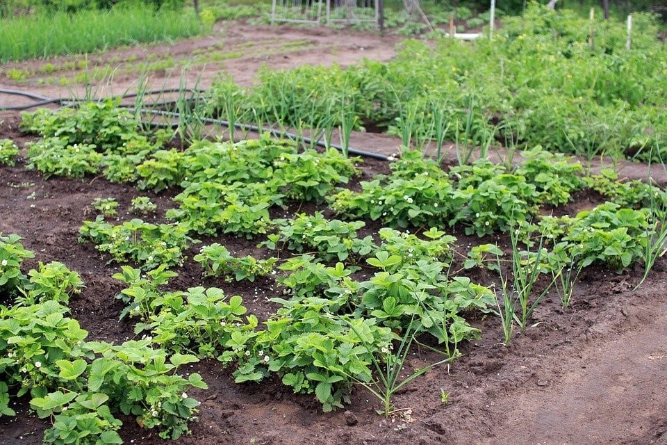 Dacha, Horta, Colheita, Verão, Planta, Berry, Comida