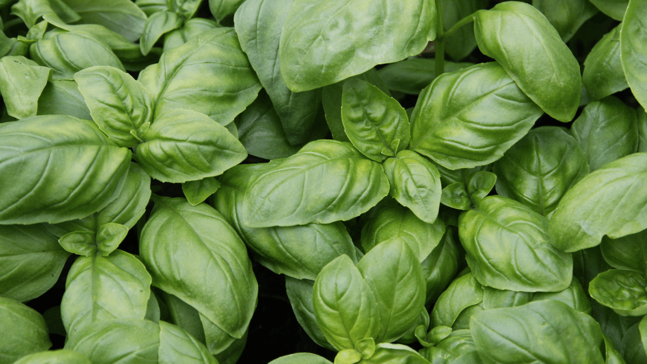 plantas repelentes de pragas