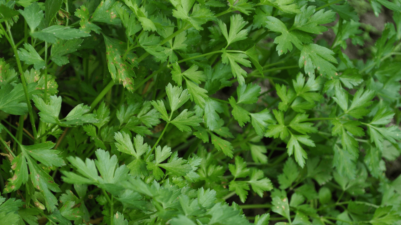 plantas repelentes de pragas