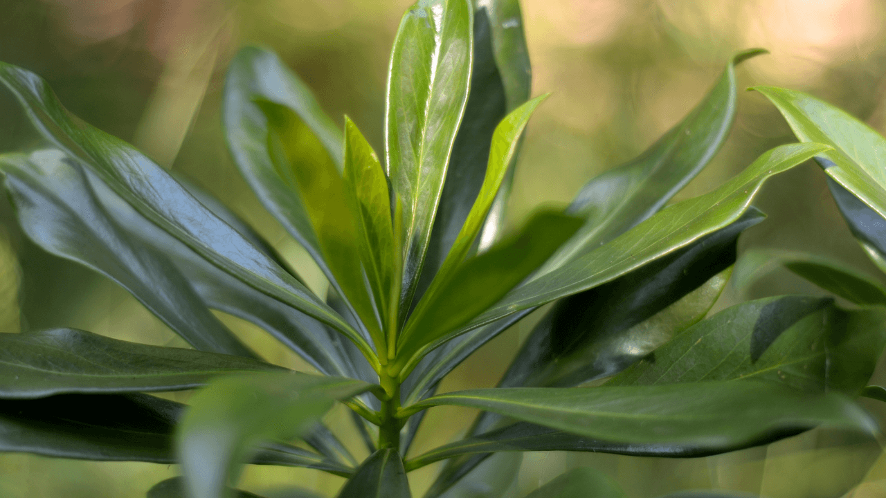 plantas repelentes de pragas