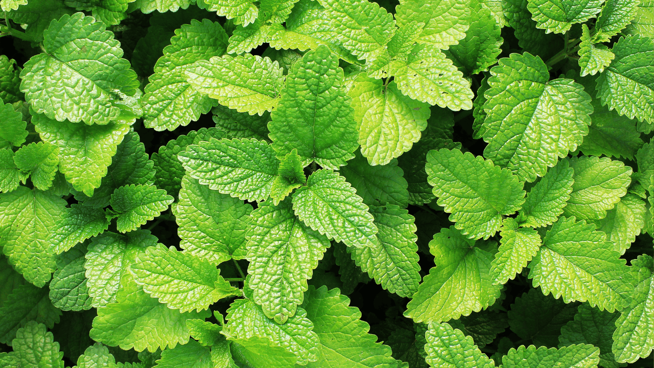 plantas repelentes de pragas