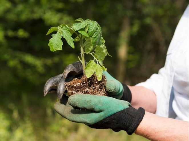 Bioestimulantes agrícolas