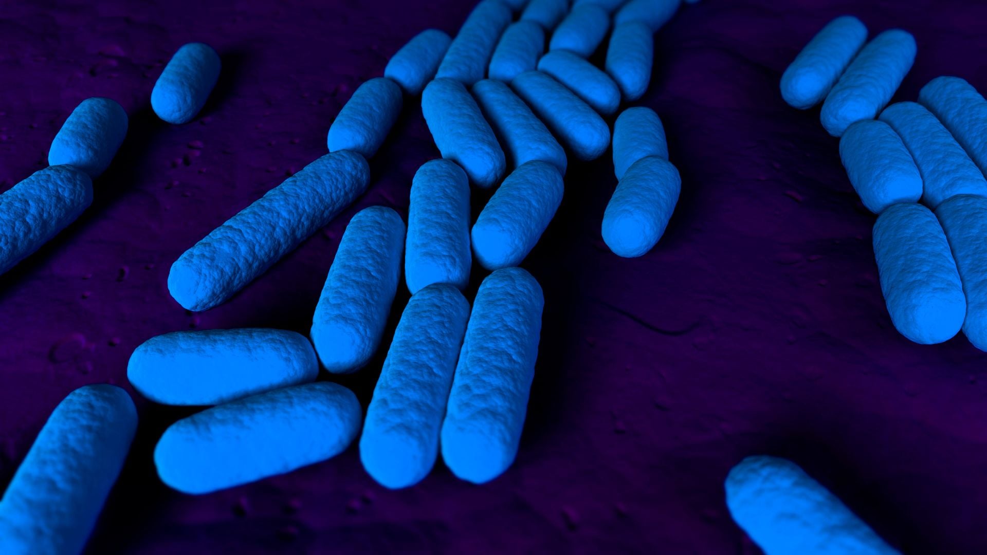 Bacillus thuringiensis como aplicar
